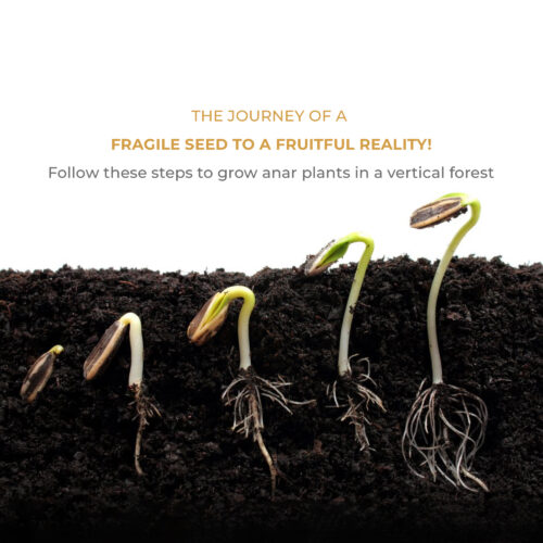 How to Grow Healthy Anar Plants: Overcoming Their Fragility